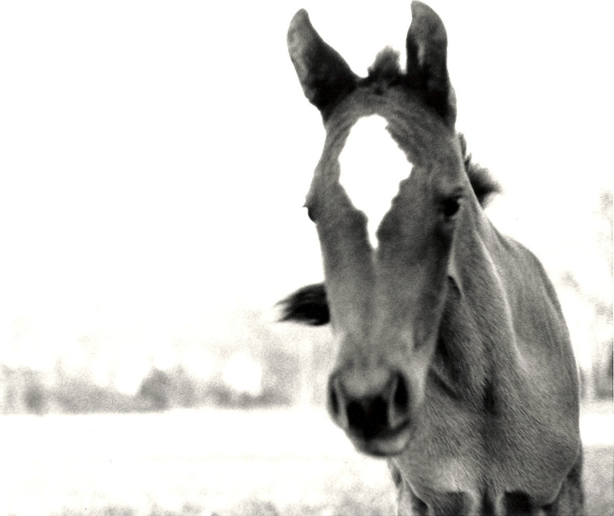 Horse portrait portrait Darkroom Photography foal