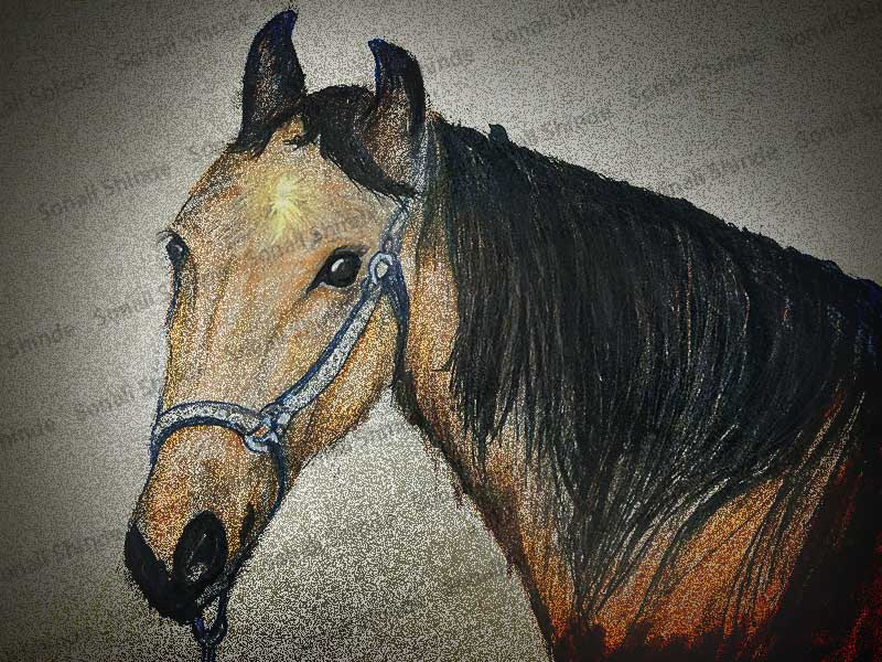 black horse brown horse horse Pencil drawing sketching Pencil Art animals horse wild