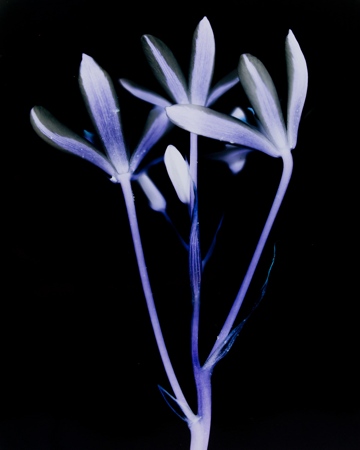 c-prints plants life dark traditional 1/1 black color darkroom