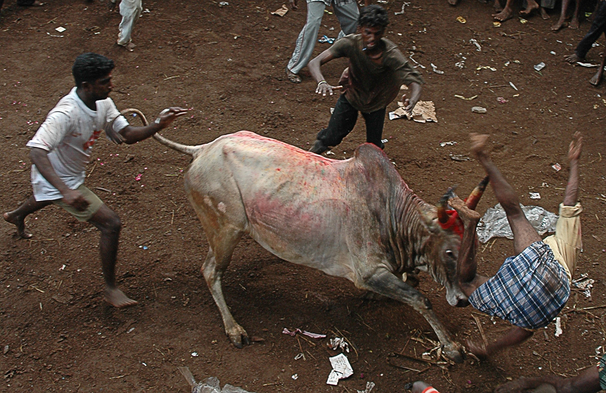 bull cow sport culture tamilnadu madurai Ethnic colours tamil