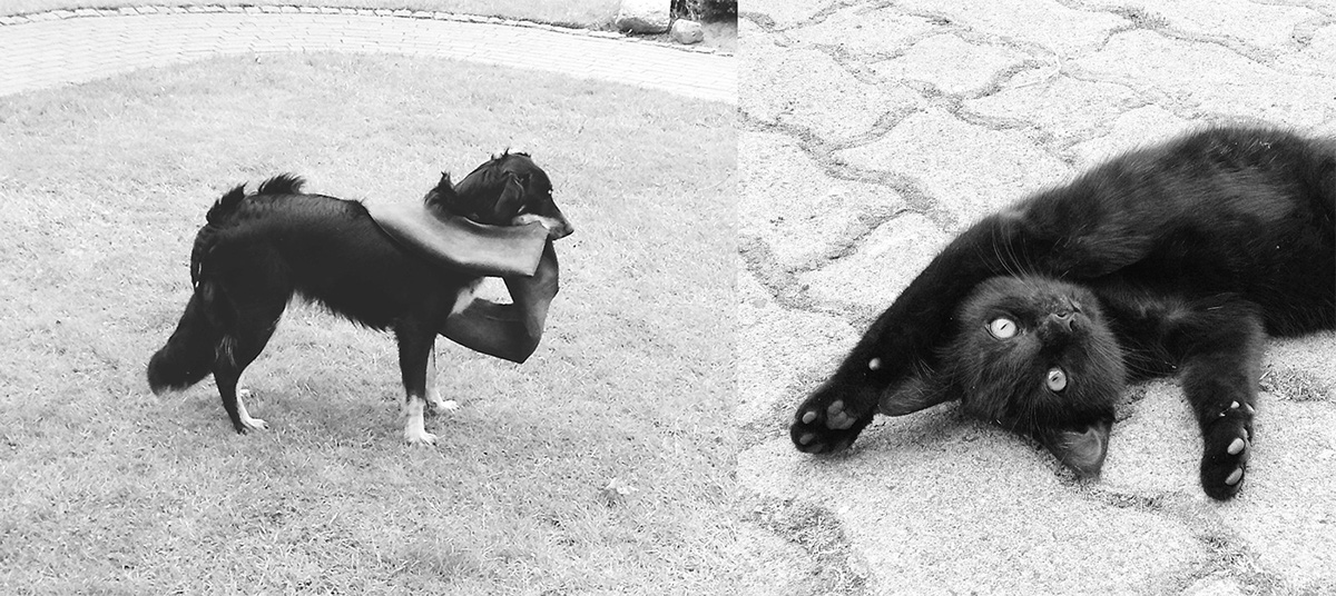 minimal Minimalism monochrome Black&white bnw b/w streetphotography photo Urban animal dog Cat photoart art mnml