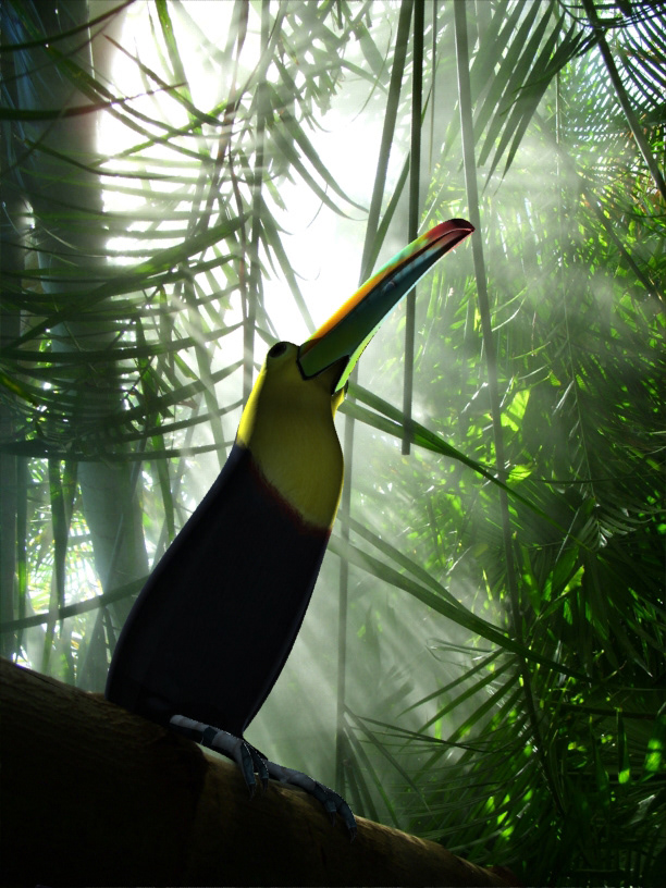 toucan animal 3D