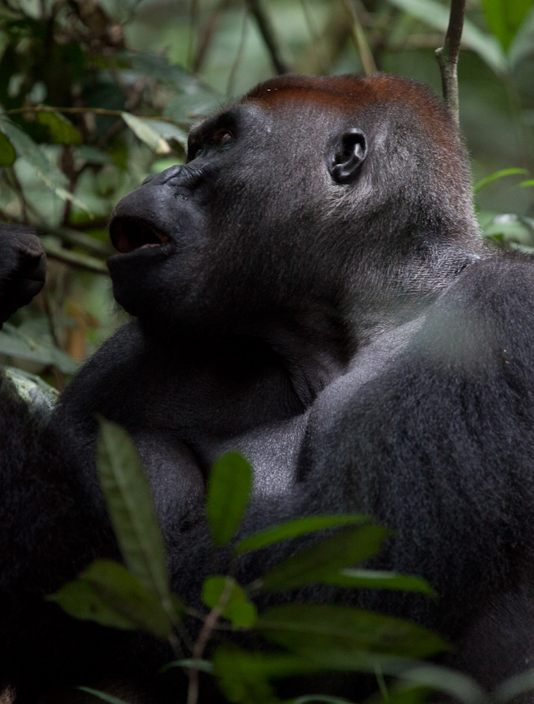 central african republic  gorilla western lowland gorilla forest elephant bangui BAYANGA dzanga sangha agile mangabey Ba'Aka pygmy africa james hopkirk Travel gorilla