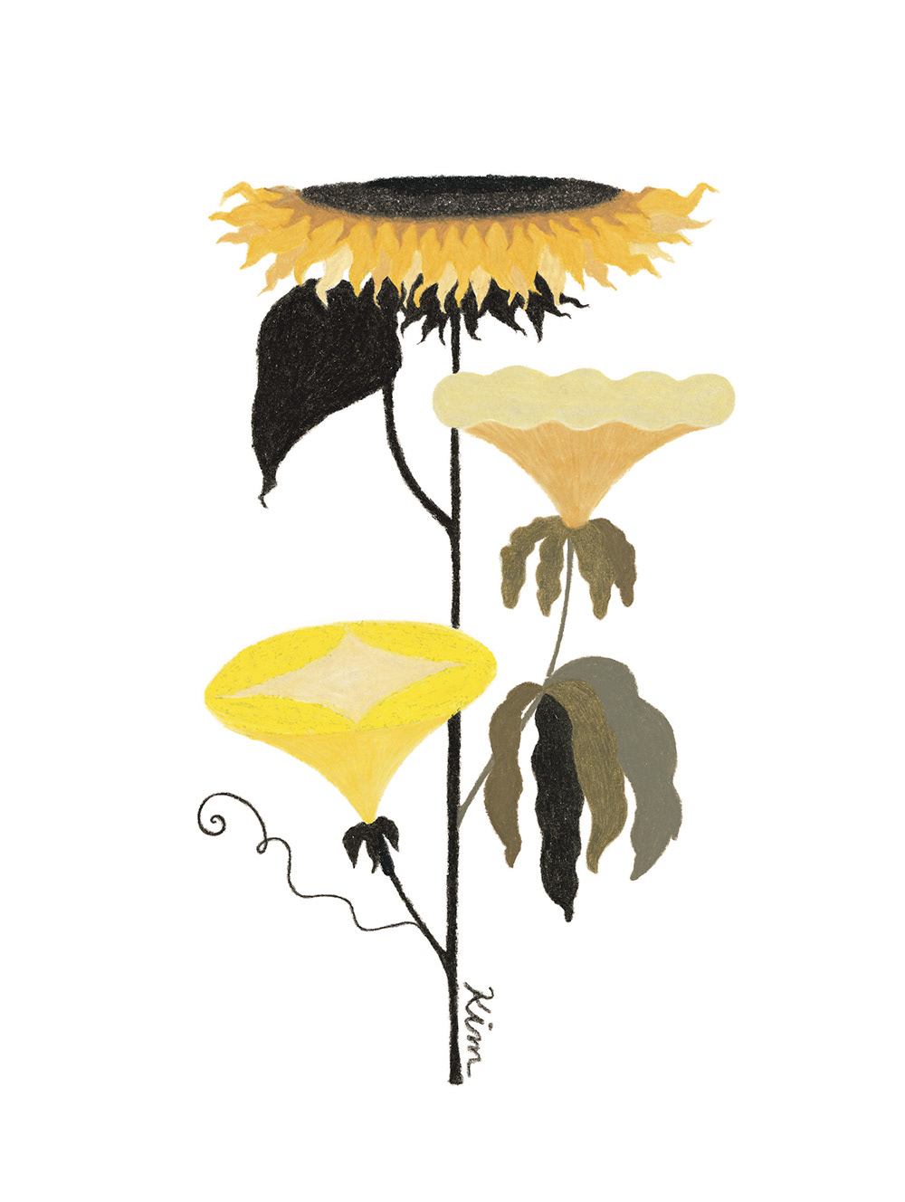 artbook Exhibition  flower Nature sunflower