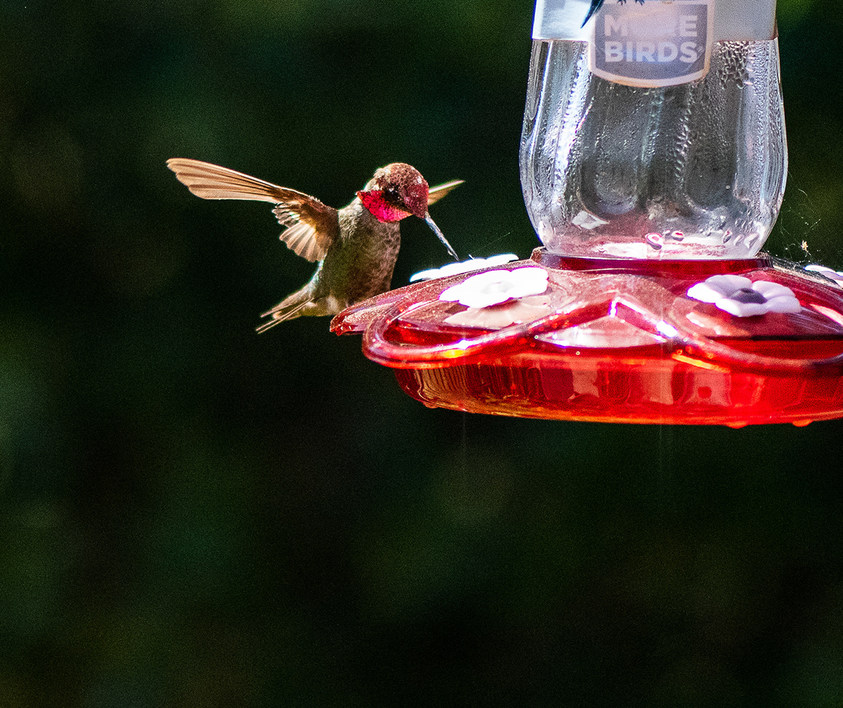 hummingbirds Trochilidae nectar archilochus colubris Archilochus alexandri Archilochus Calliope Archilochus Anna Archilochus costae flower garden