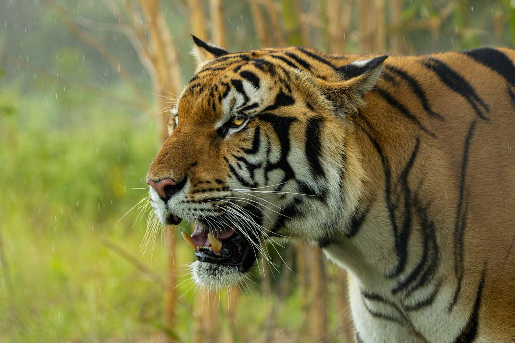tigre thailandais voyage