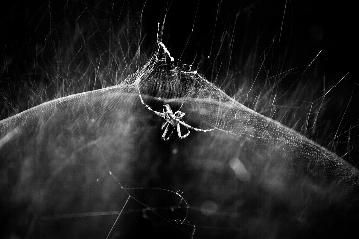 spiders invisible worlds microspocopy micro macro