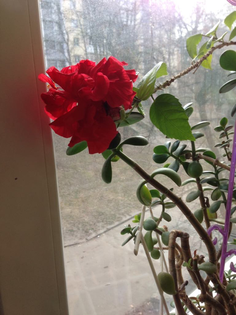 rose home plants