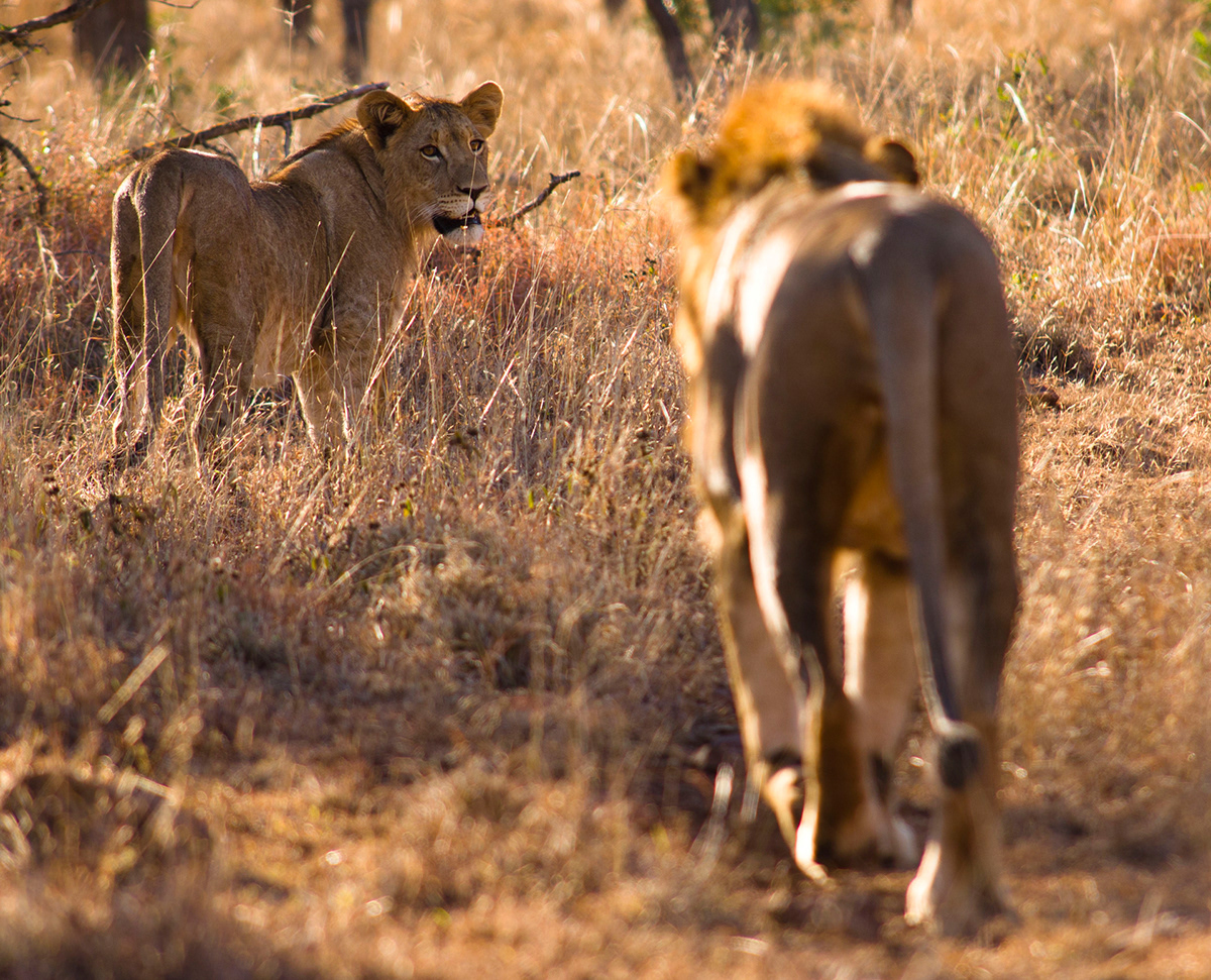 thanda kwazulu natal south africa wildlife animals lion impala Inyala elephant cape buffalo Nature zebra