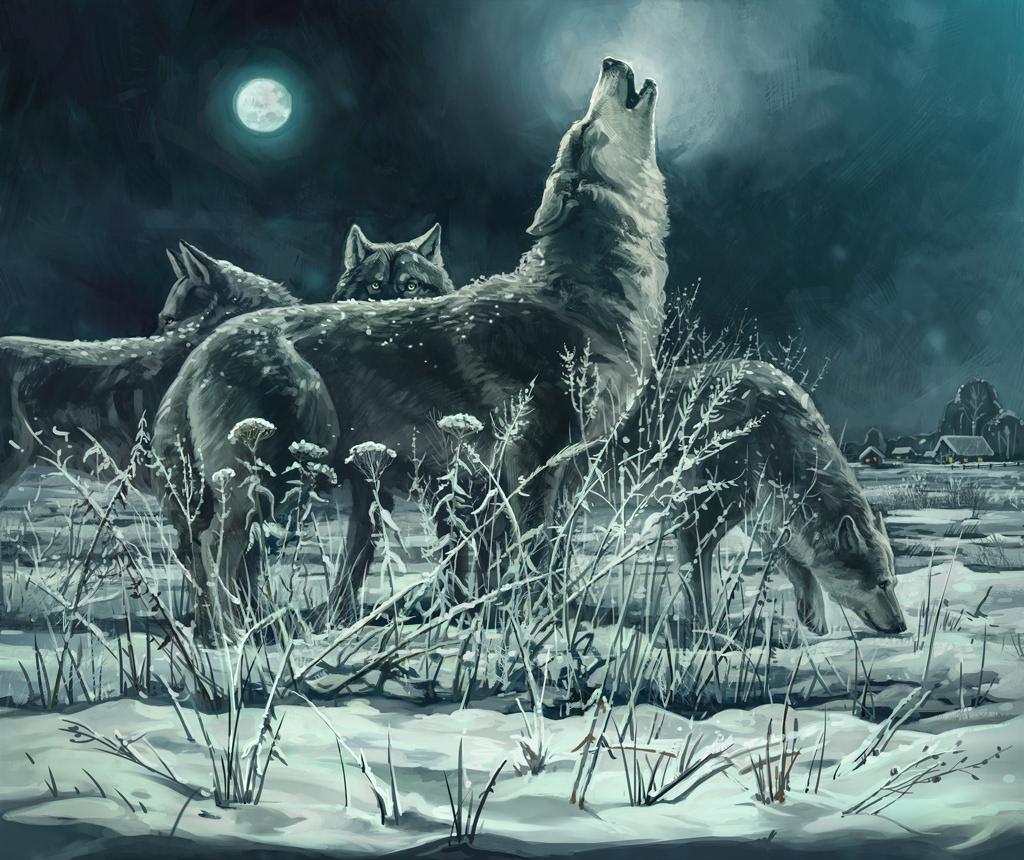 wolves Nature animals winter night