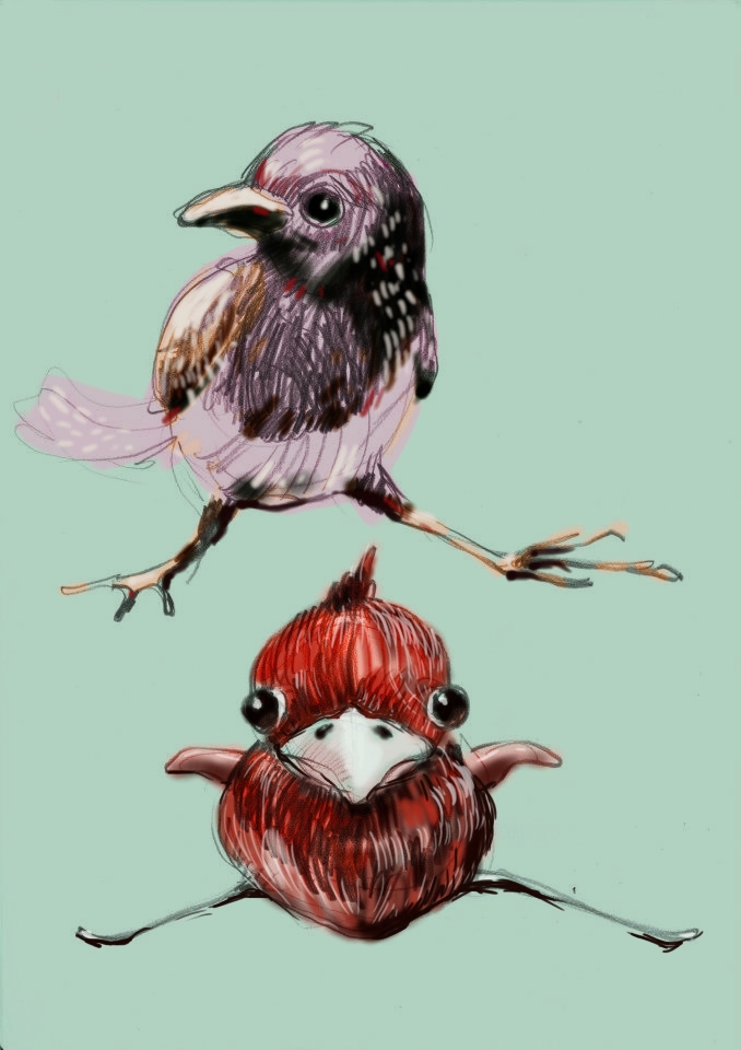 Drawing  pencil bird birds Character design  ILLUSTRATION  animal study digital painting sketches fauna