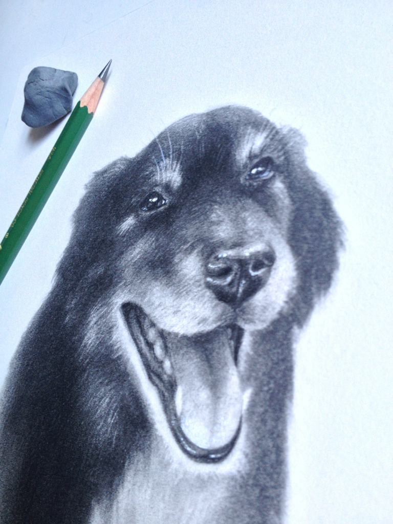 dog portrait Pet Portrait graphite Shepherd