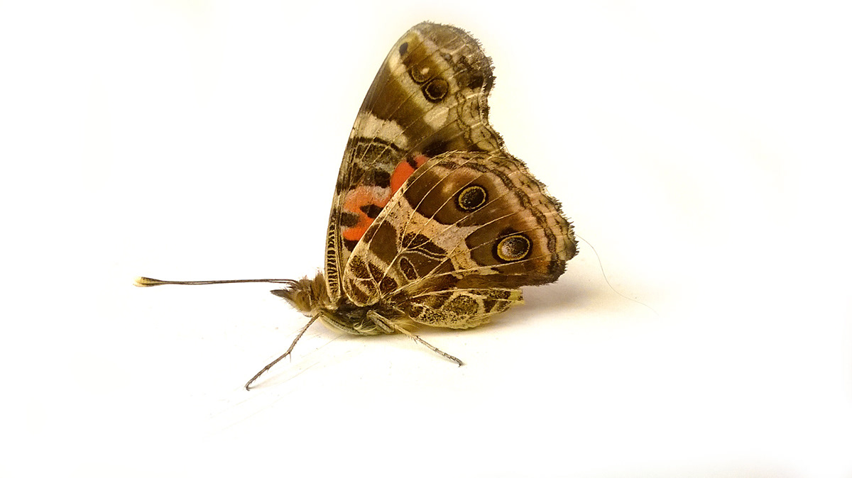 butterfly mariposa volar vuelo colores color colours Movimiento Fotografia Interior blanco