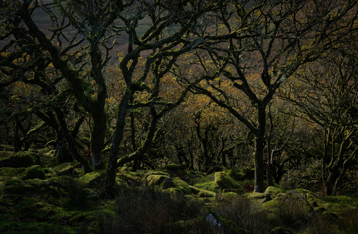 dartmoor woodland Ancient oak green wistman trees moss