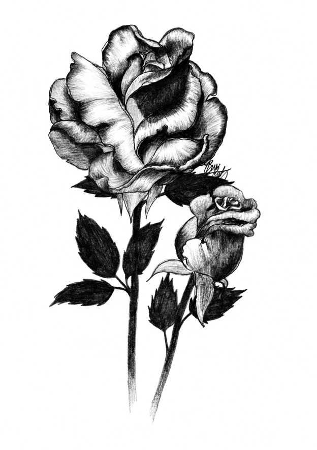 Rosecity rose Roses rosebud ILLUSTRATION  Drawing  botanical shading