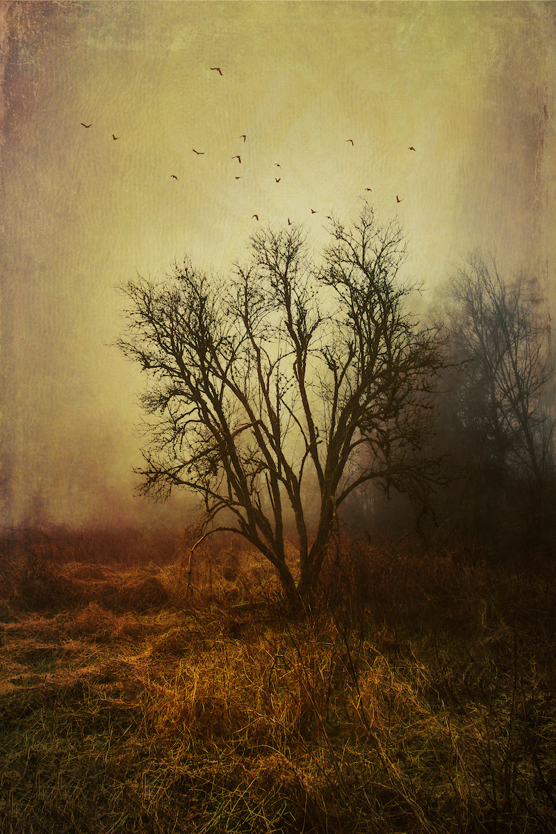 atmosphere painterly FINEART fog Landscape trees Nature artphotography