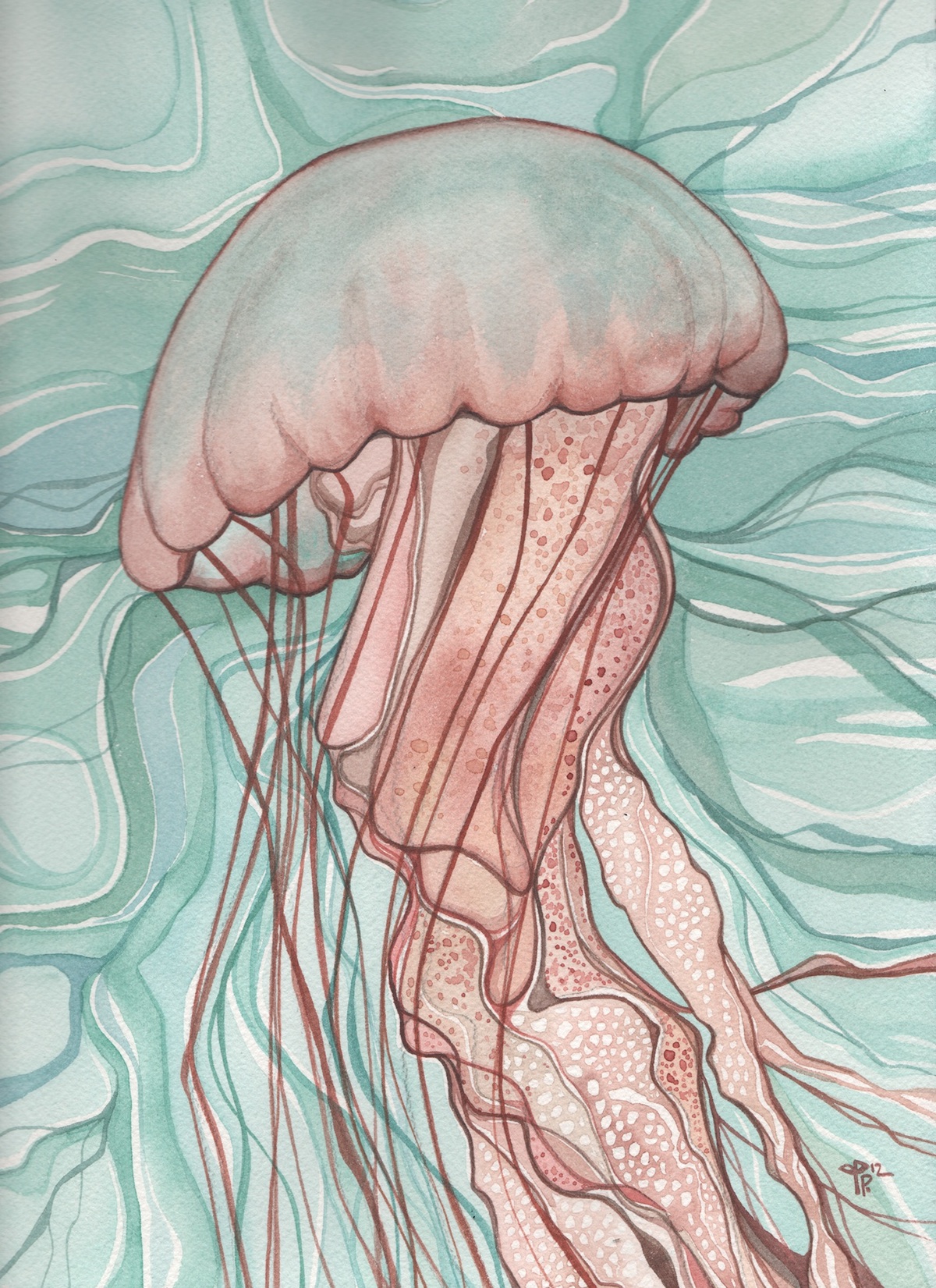 jellyfish fish sea Ocean marine life water organic watercolor psychedelic surreal whimsical nettle chrysaora