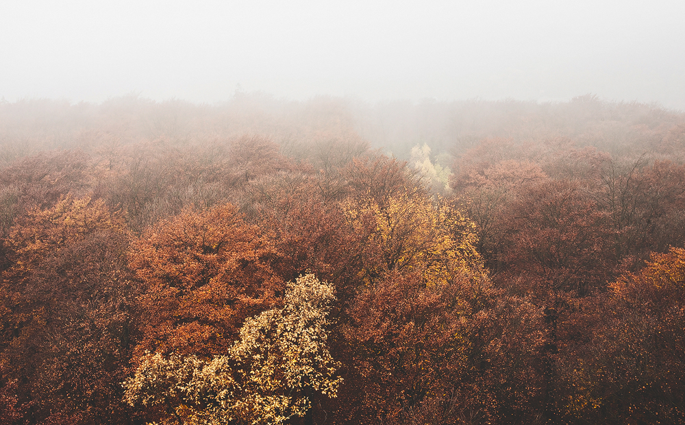 woods forest trees autumn Fall leaves red plants Landscape taunus mist fog rain cloudy wald