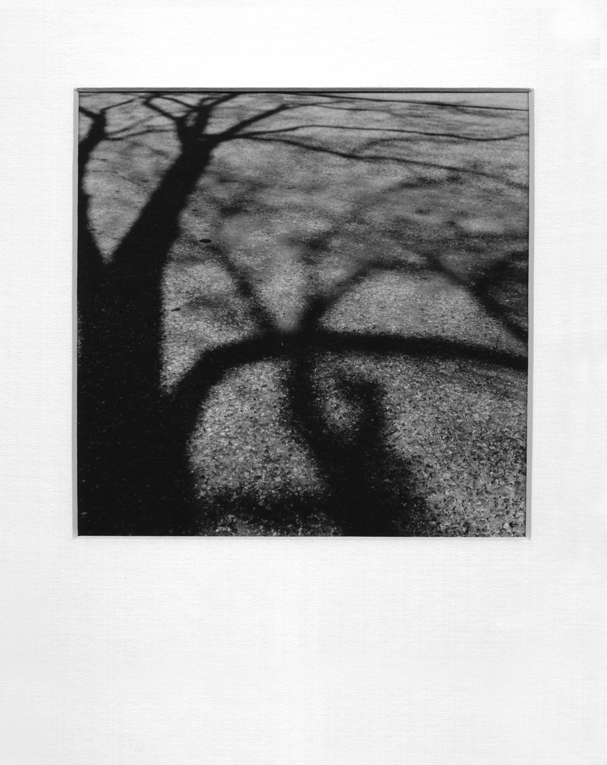 Lindsey Best trees Shadows Shadows As Subjects Nature black and white darkroom prints rolleiflex Hasselblad