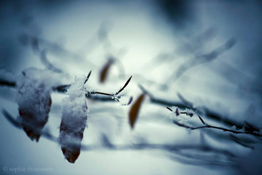 winter cold blue snow swan