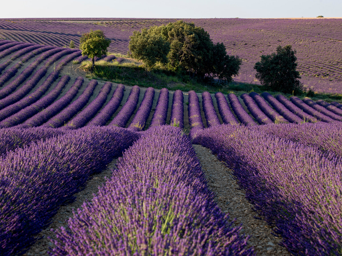 lavender lavendar Flowers rows Provence france purple