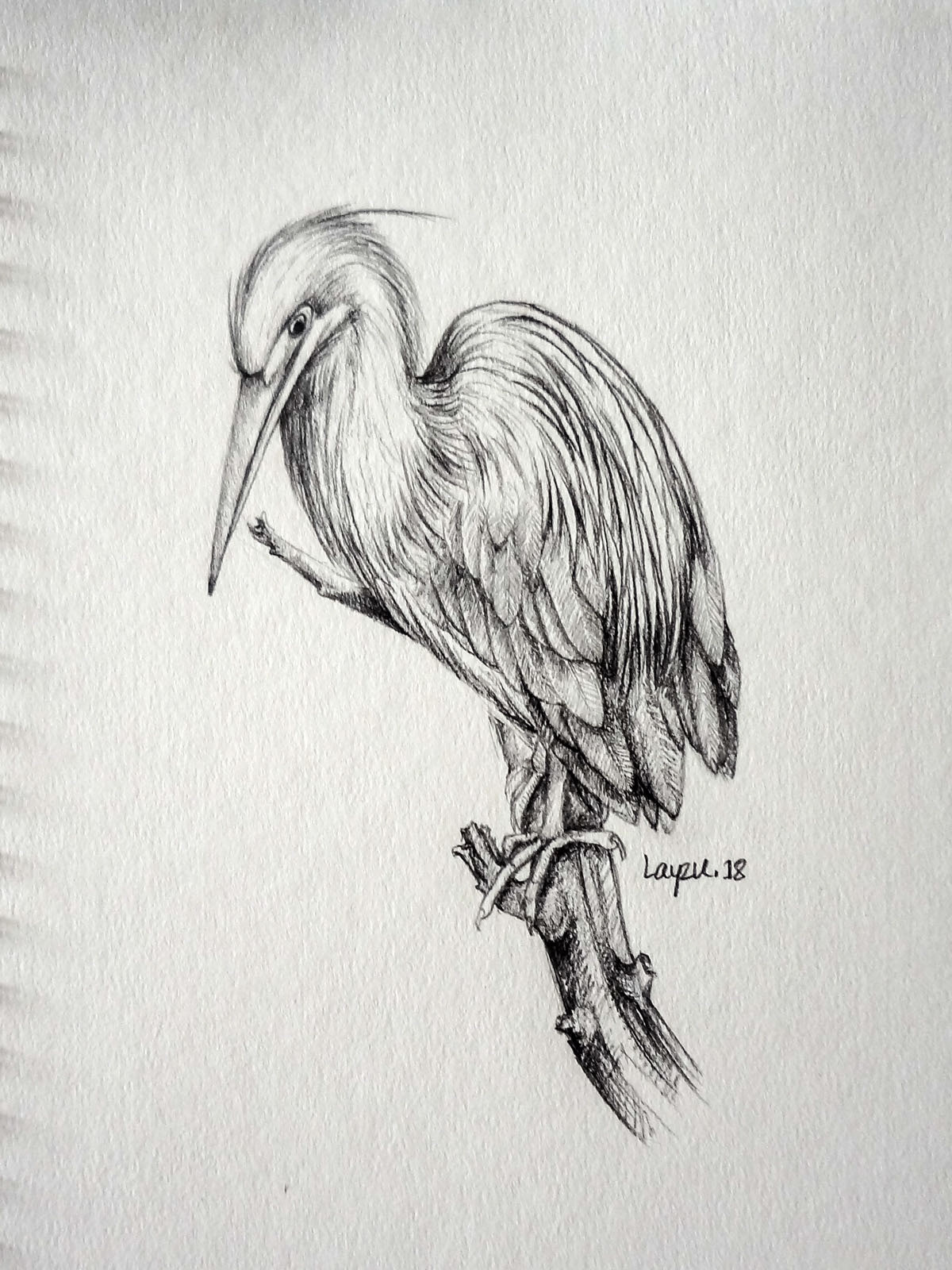 Drawing  pencil paper animal bird Love passion sketch Fine Arts 