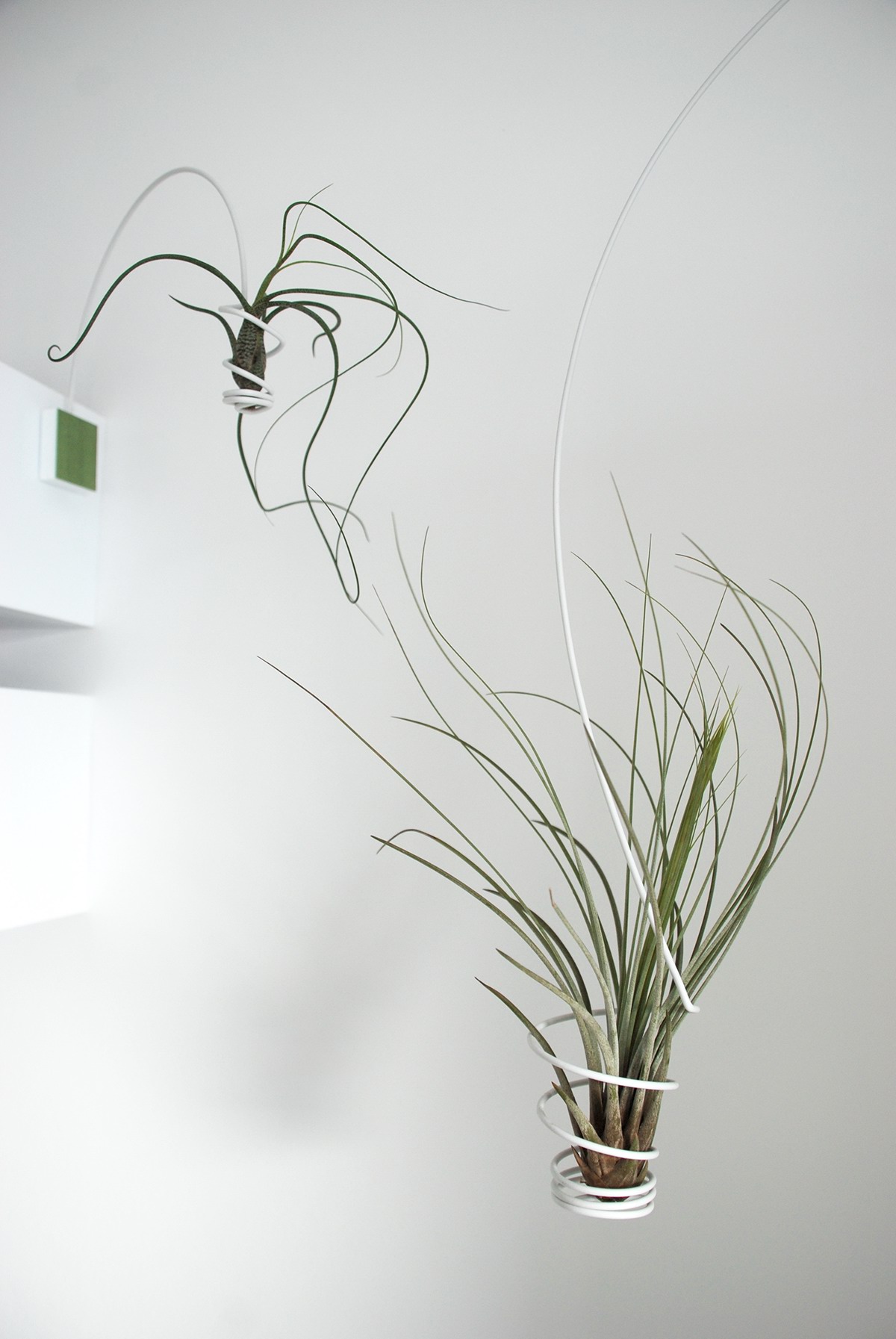 air plant garden indoor gardening design furniture complements Planter
