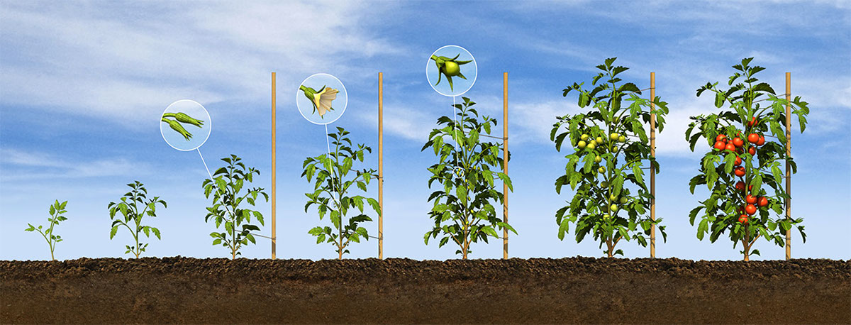 Plant Phenology Chart