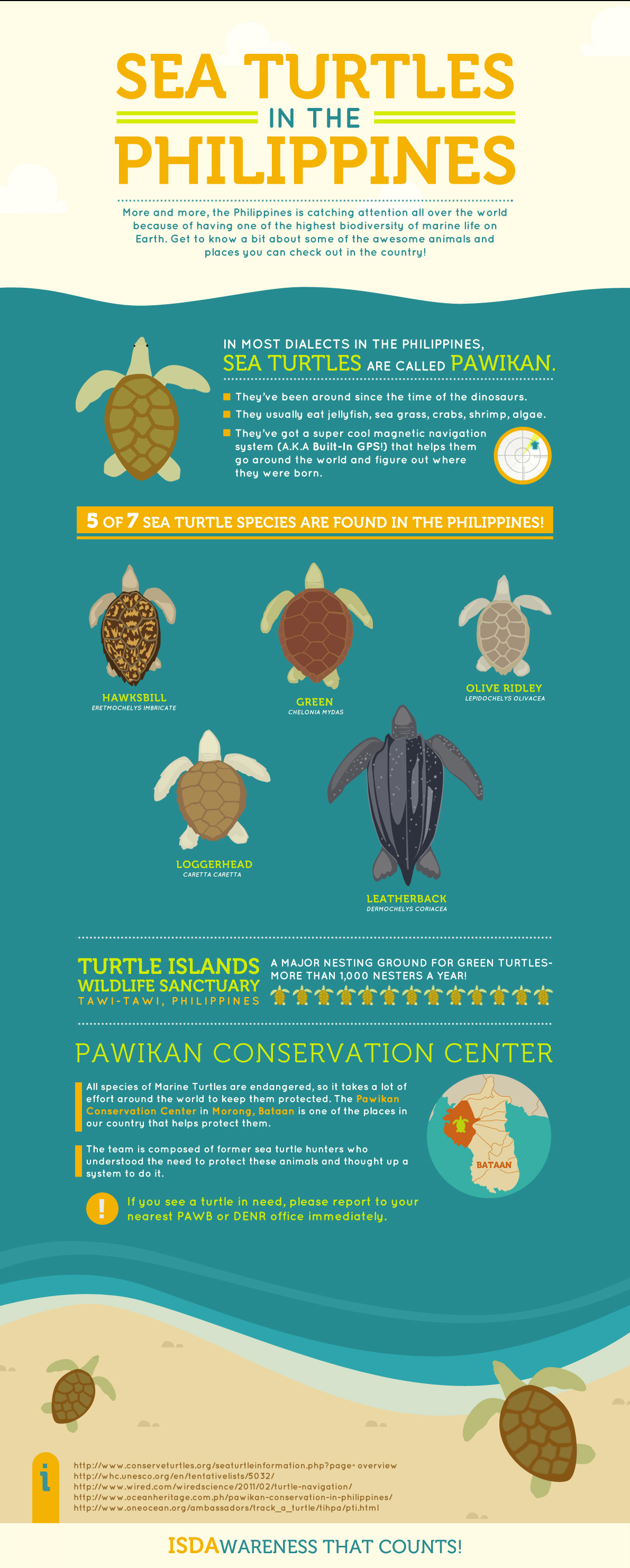sea Turtles  marine animals conservation