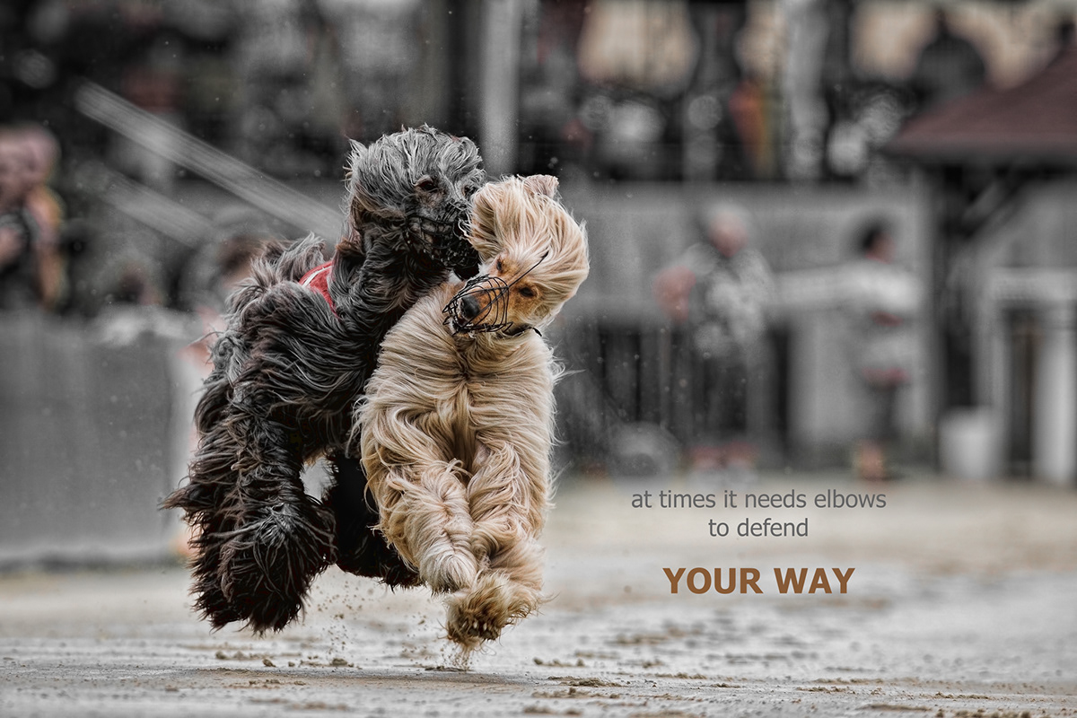 greyhound race dogs wisdom life