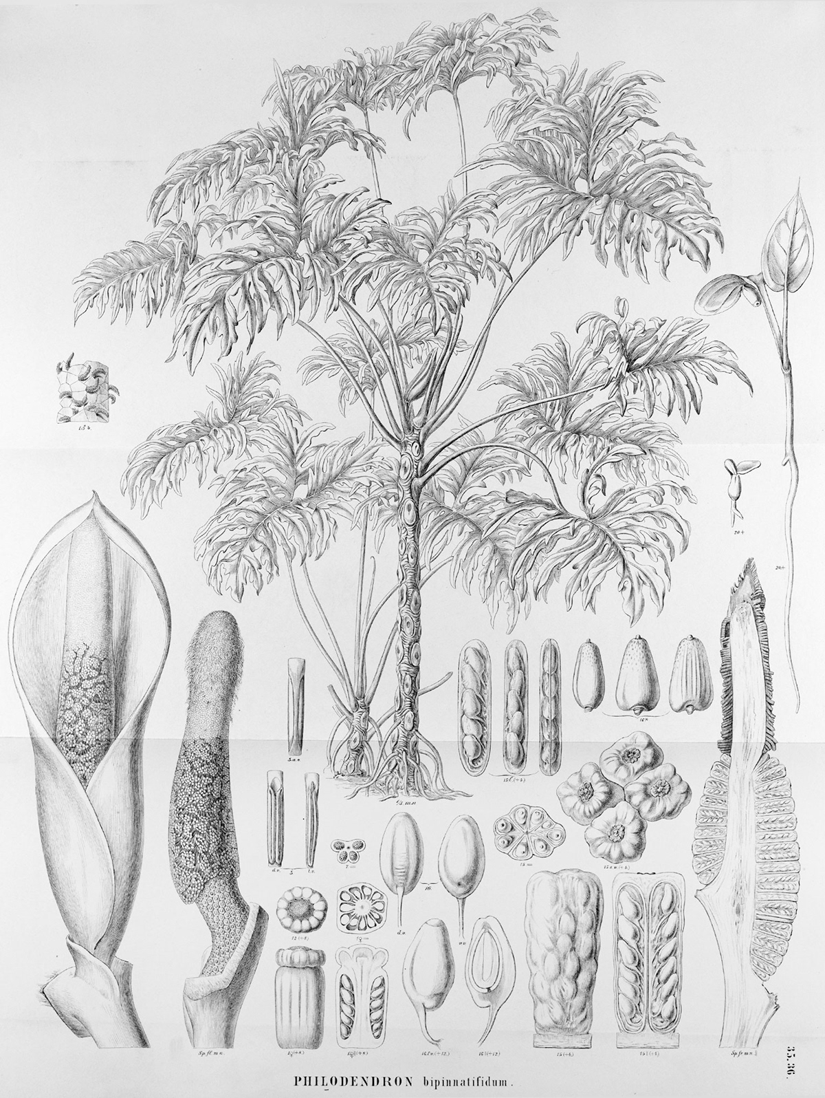 botany science plants biology DNA thaumatophyllum Philodendron Photography  botanical writing 