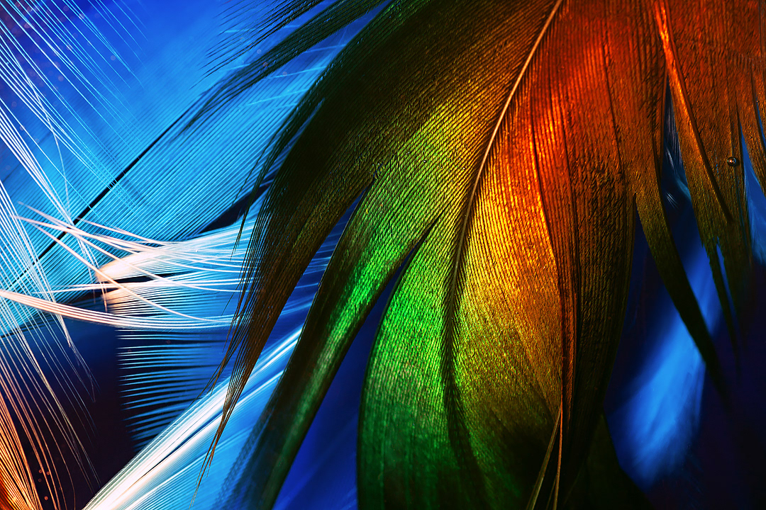 bird close up Colourful  feather macro Nature underwater