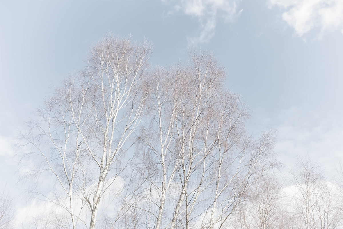 Anders Stangl Photography birch Landscape Nature trees x100t