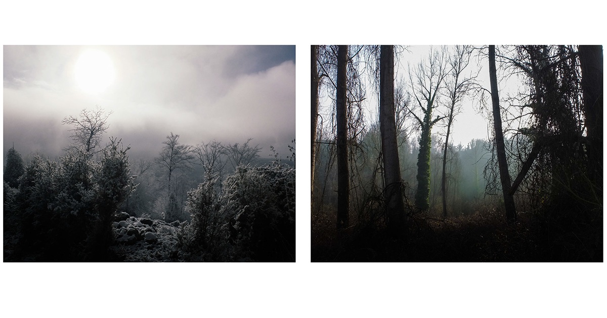 forest Nature winter emotions Landscape nature photography fujifilm italia bosco Alberi