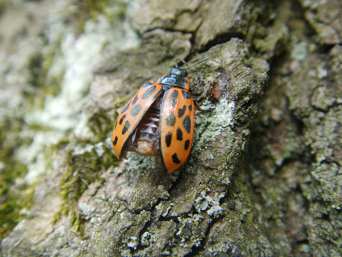 beetle juice beetle ladybug Nature animals animal Tree  grass life natural robak