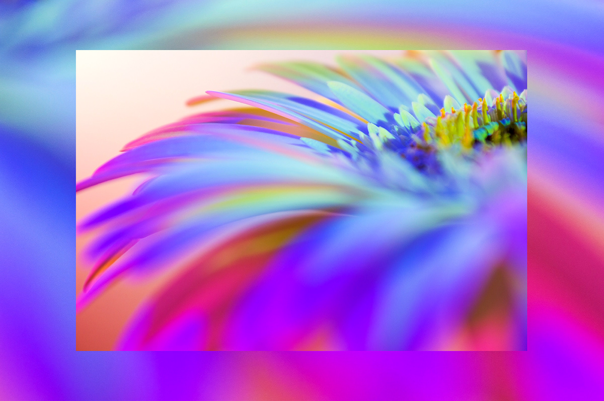 Flowers flower art photo abstract Colourful  colors Beautiful fleur wallpaper