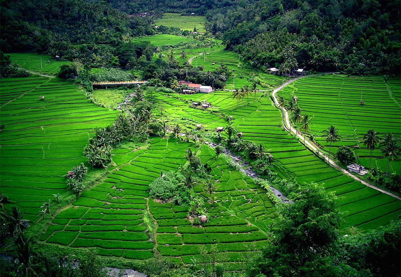 Bali Rice Terraces