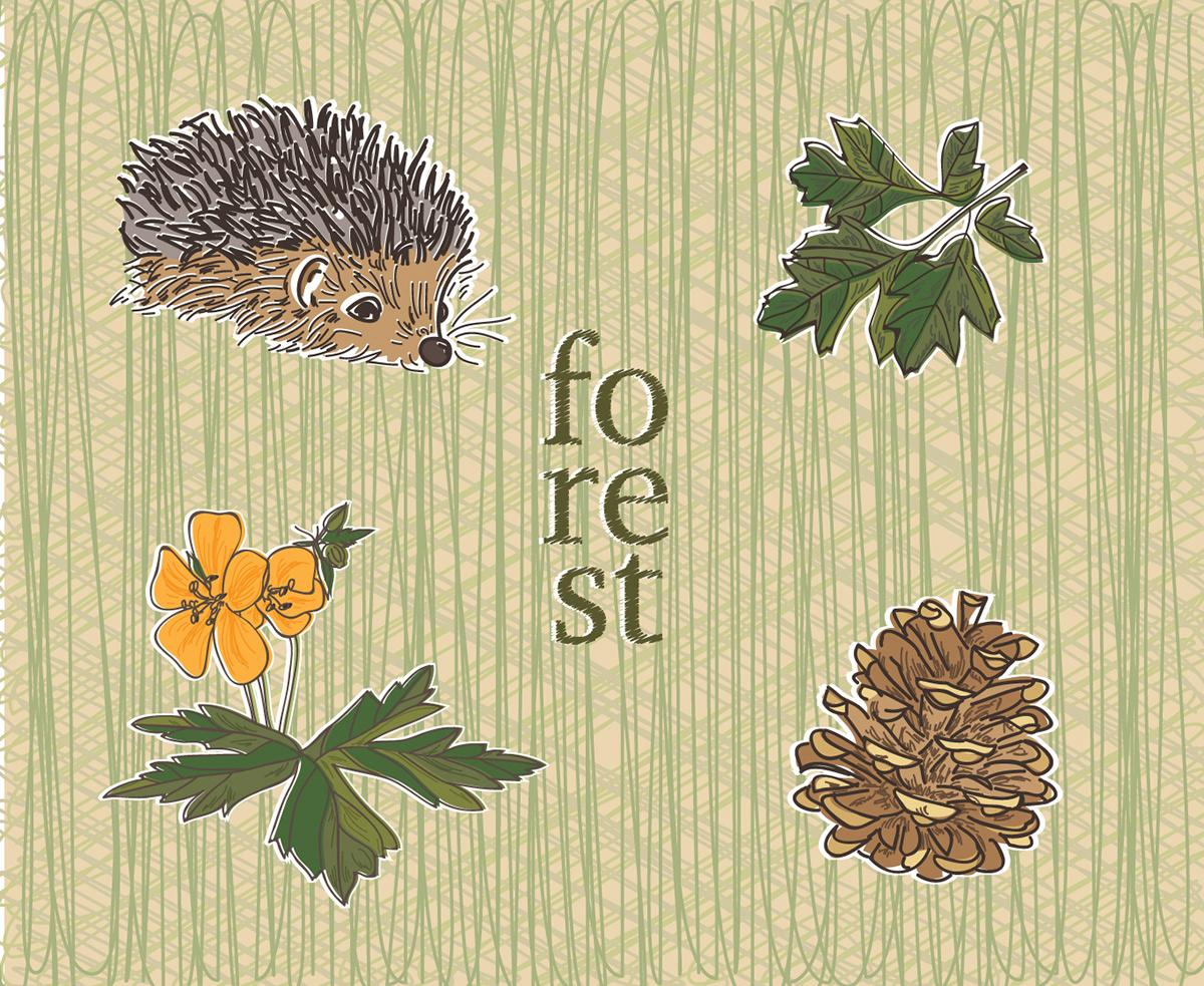 forest vector adventure Hedgehog summer autumn flower leaf pencil grass background cone soil graphic Nature