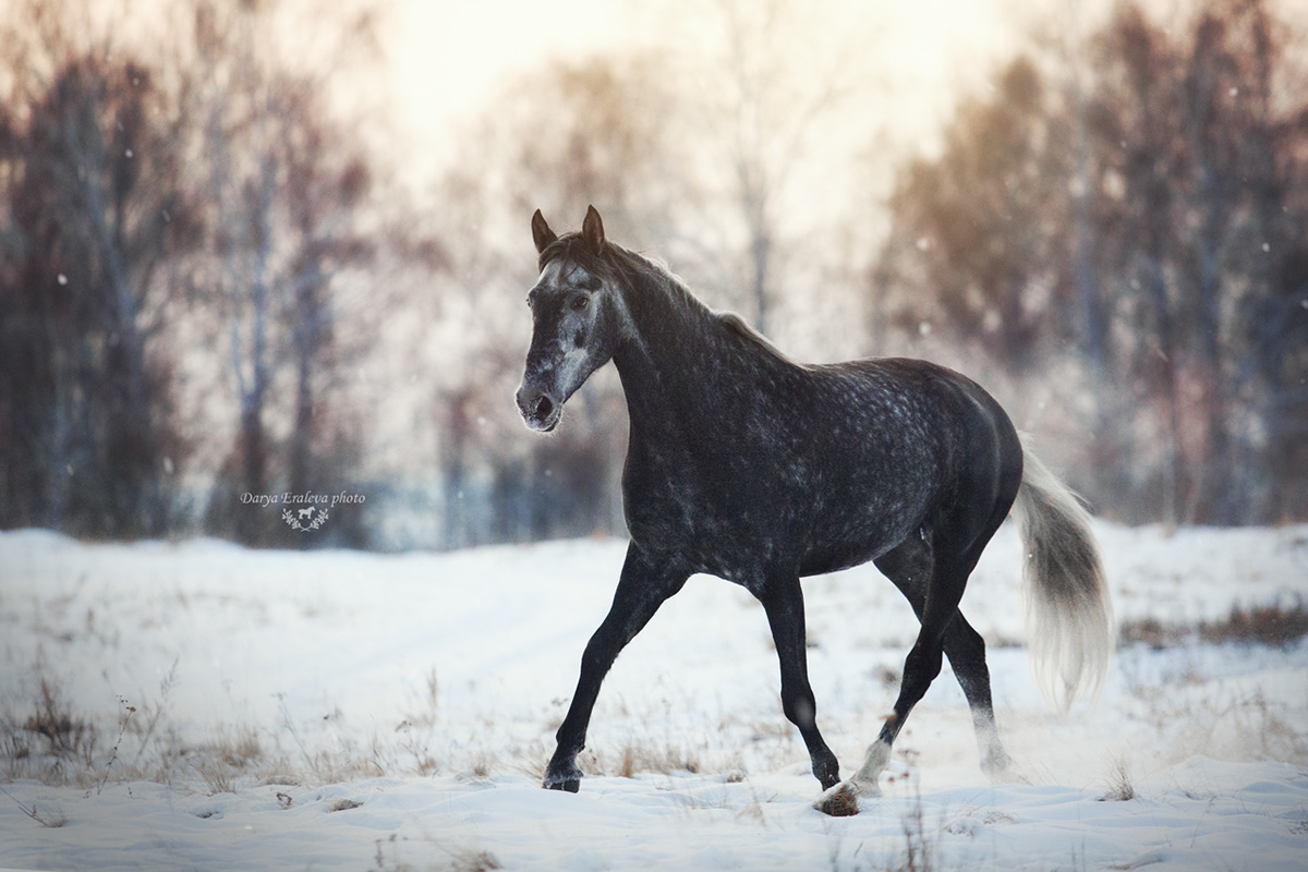 equine equistrian horse horses Orlovtrotting stable