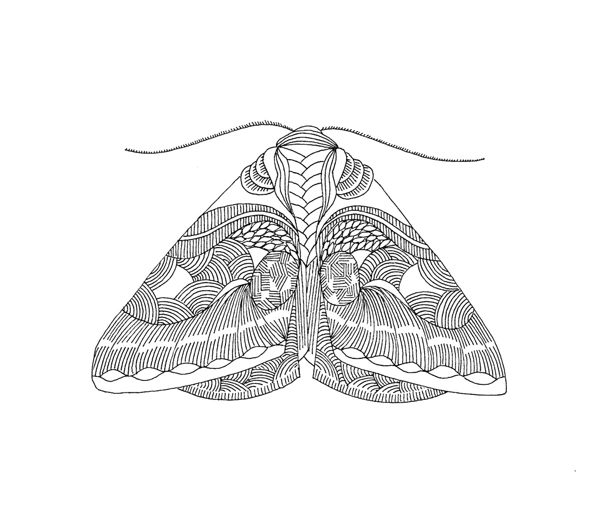 moths  pattern black & white