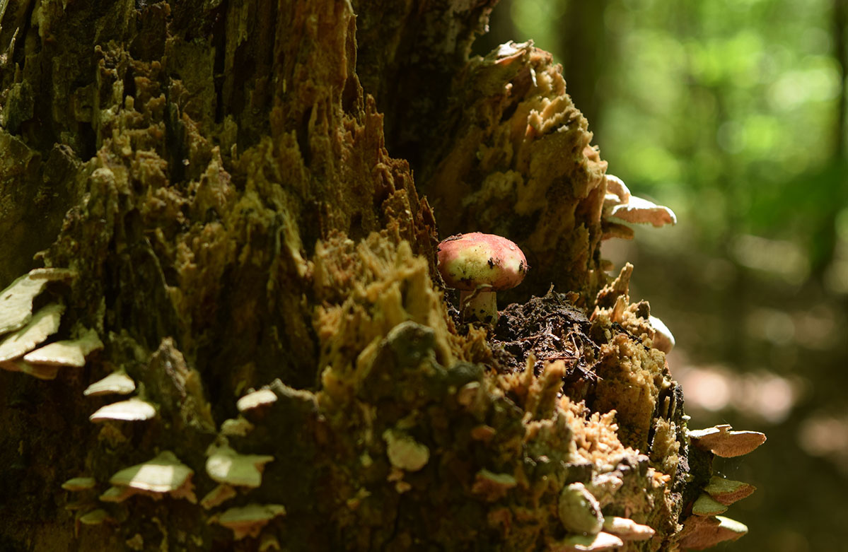 Toadstool Mushrooms tree bark thh | photos