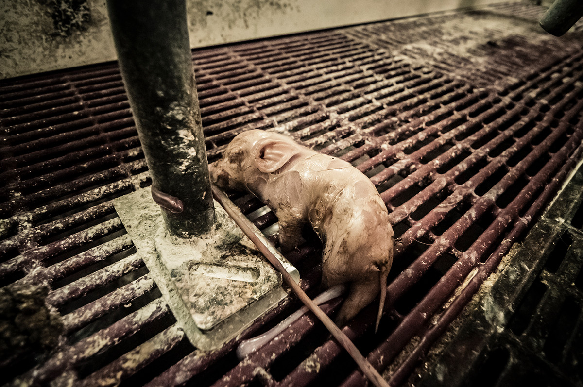 farm intensive animals pigs rights exploitation suffering vegan veganism Activists