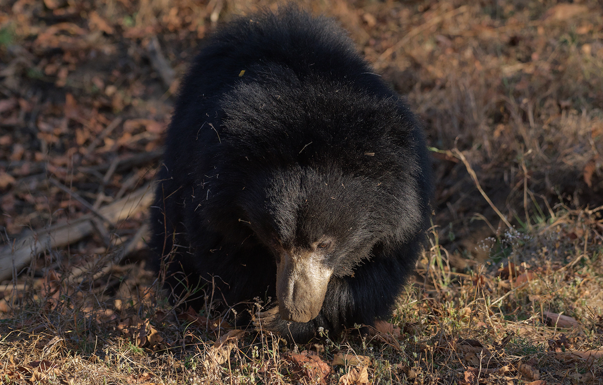 Bear Cub cub deer jungle Nature India Sloth Bear squirrel wild animal Wildlife photography Adobe Portfolio