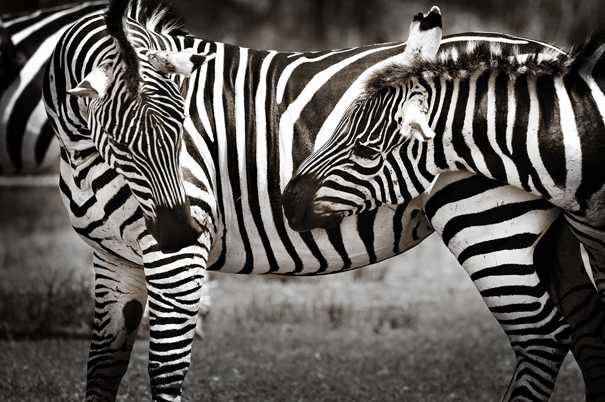 zebra Black&white