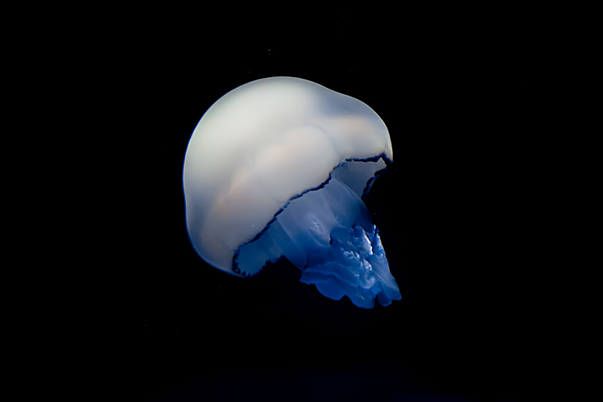 sea fabianbernal Ocean oceano mar mundomarino seaworld fabianbernalstudios fish jellyfish Nature photo color digital
