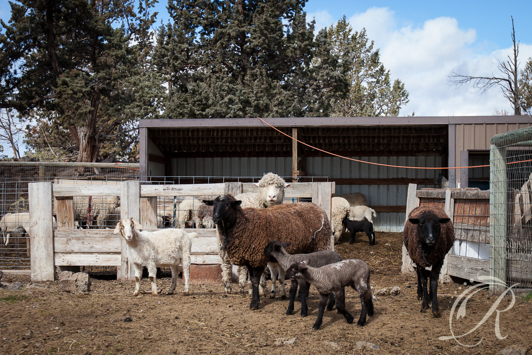 sheep lambs bend Oregon farm animals