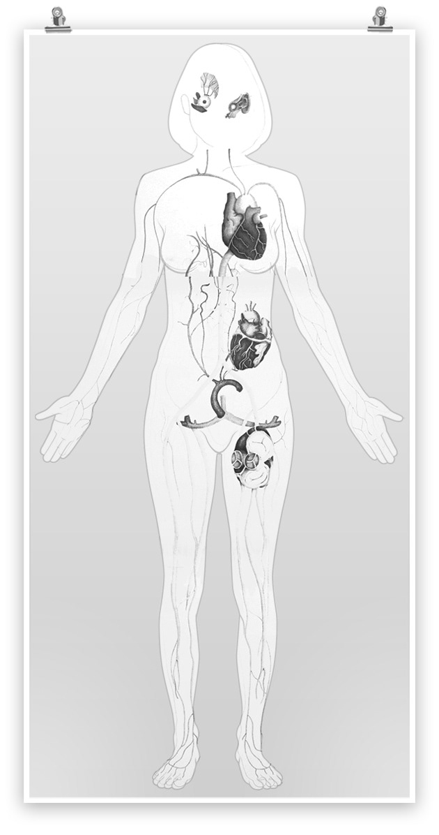 anatomy heart brain liver man woman