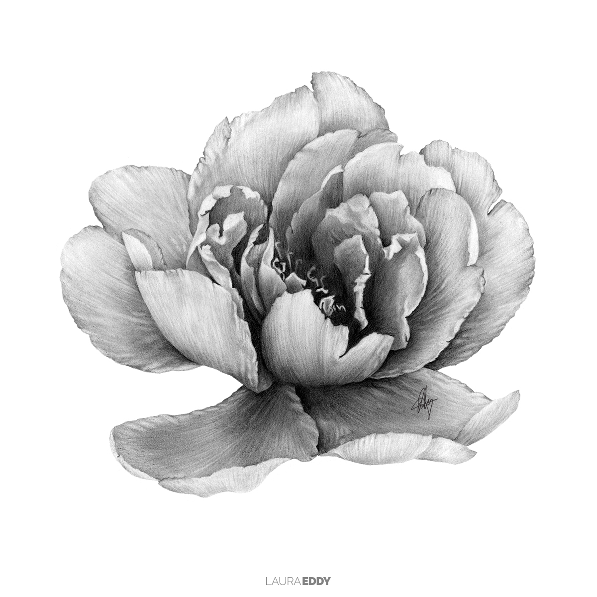 Drawing  ILLUSTRATION  flower peony pencil black and white charcoal graphite