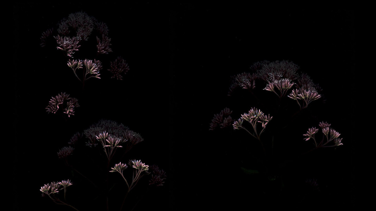 animation  video botany botanical plants music Nature flower science Herbarium