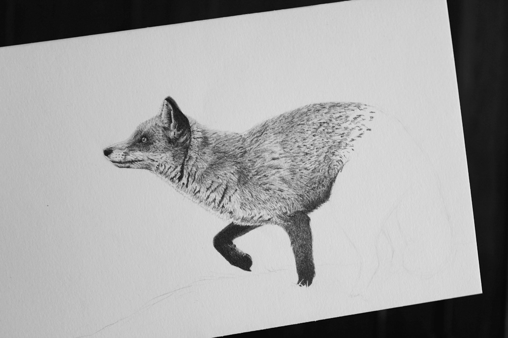 FOX portrait pencil graphite